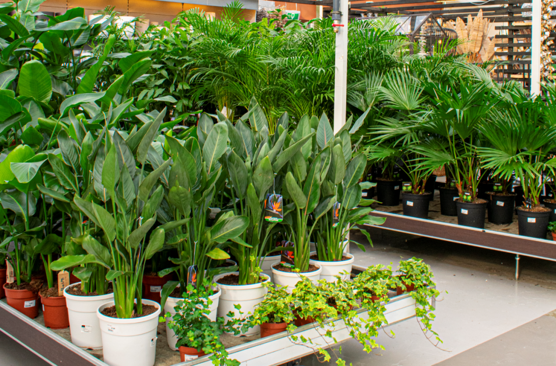 100 Unieke Kamerplanten Soorten Tuincentrum De Driesprong 